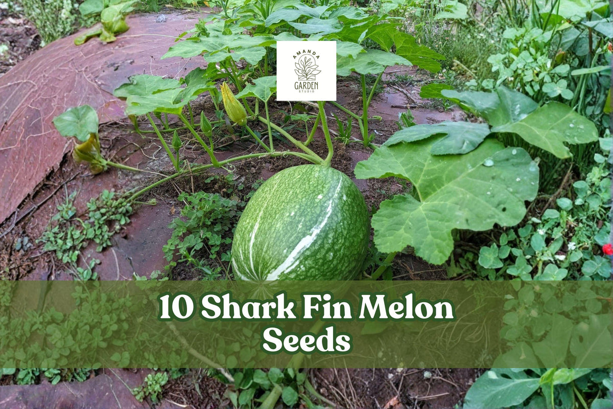 10 Shark Fin Melon Seeds – Heirloom Chilacayote Fig Leaf Gourd, Rare Cucurbita ficifolia Climbing Vine for Garden or Trellis