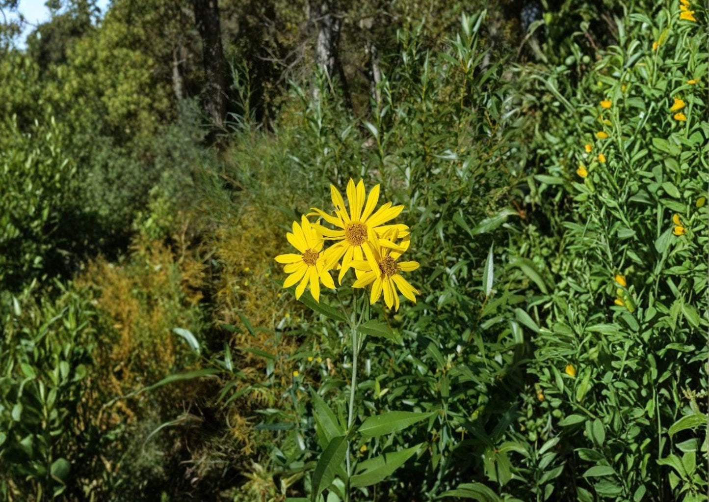 Helianthus nuttallii Marsh Sunflower Seeds – Native Tall Yellow Wetland Perennial for Pollinator Gardens, Streambanks & Moist Soils