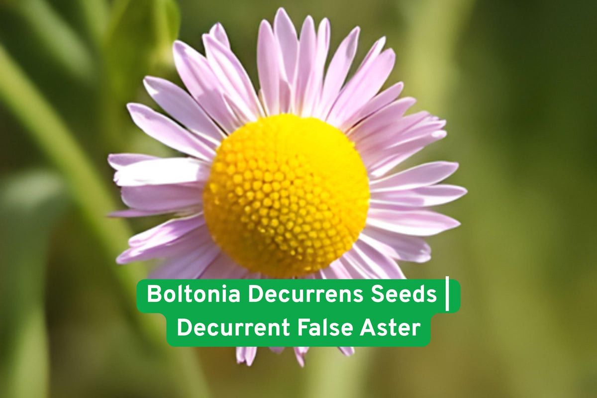 Boltonia decurrens Seeds | Native Wetland Perennial | Decurrent False Aster | Supports Pollinators & Ecological Restoration