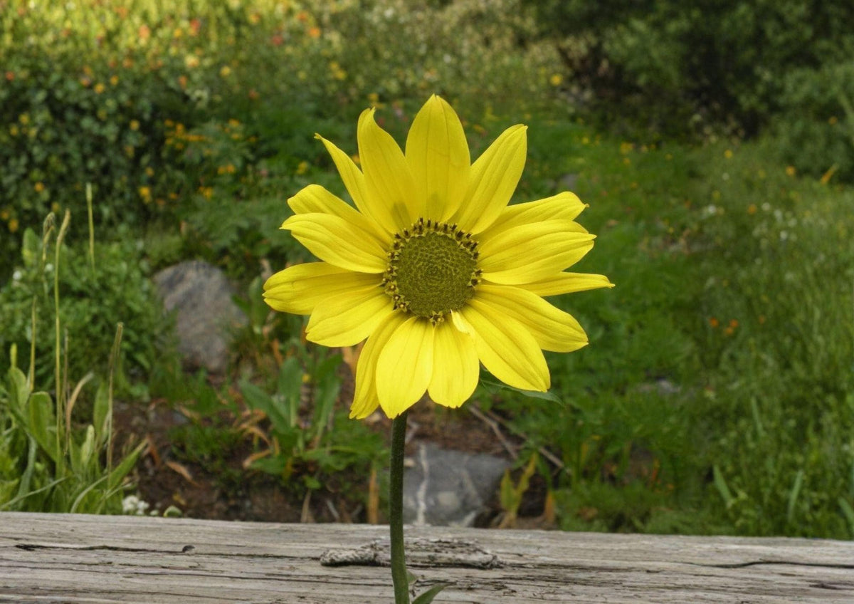 Helianthella quinquenervis Aspen Sunflower Seeds – Native Mountain Perennial with Yellow Flowers, Pollinator Wildflower, 25 Seeds