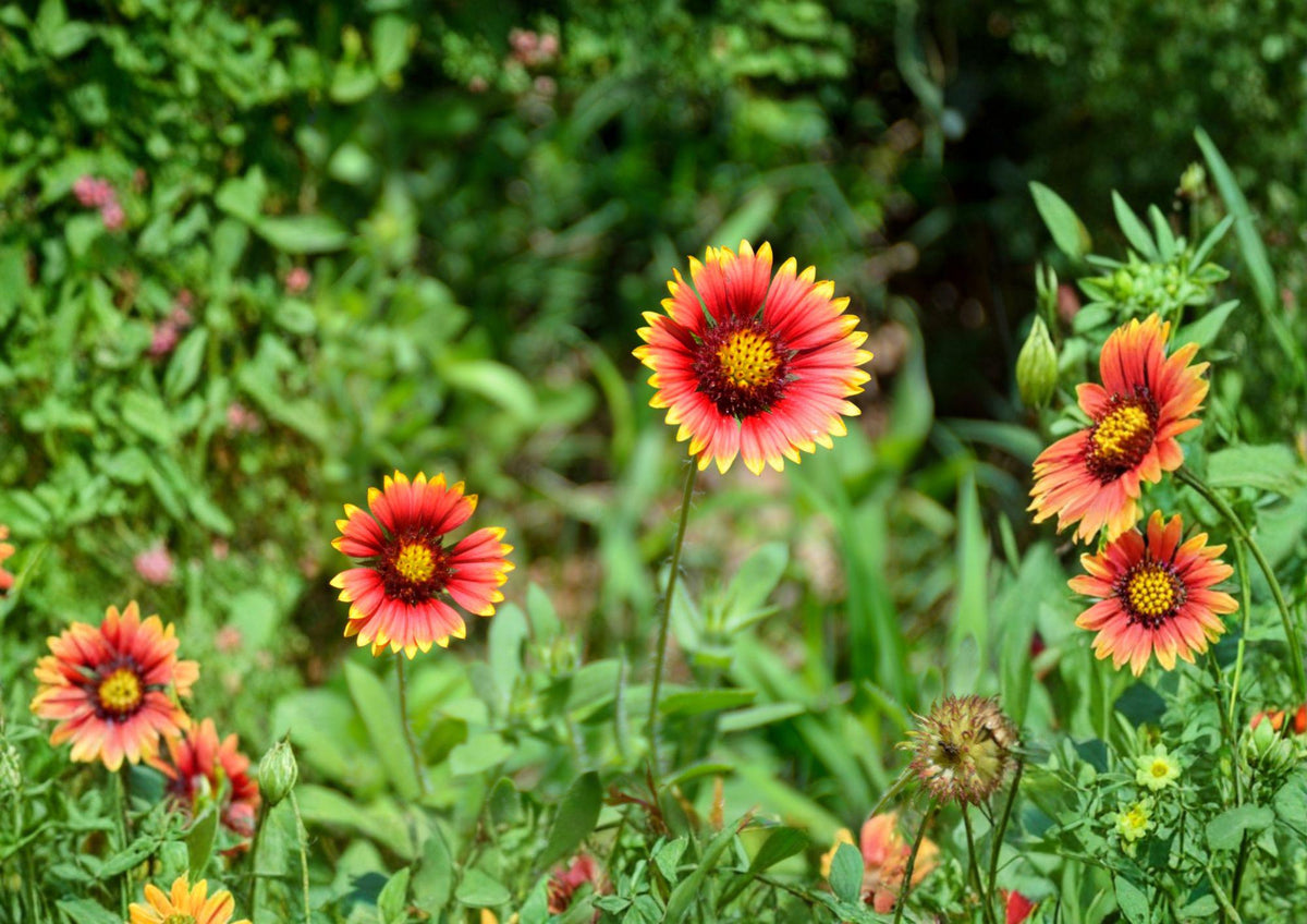 Meriwether Blanketflower Seeds - Red Yellow Gaillardia, Drought Tolerant Native Perennial, Gaillardia aristata, Wildflower Seeds