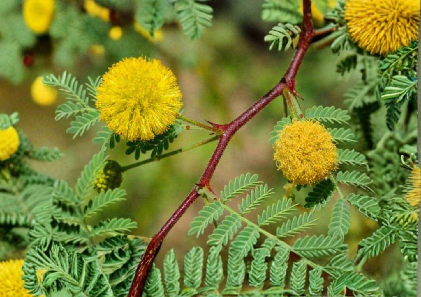 Acacia Tree Seeds – Vachellia nilotica, Gum Arabic, Egyptian Thorn, Drought-Tolerant Tropical Tree, Fast Growing, Ornamental Plant