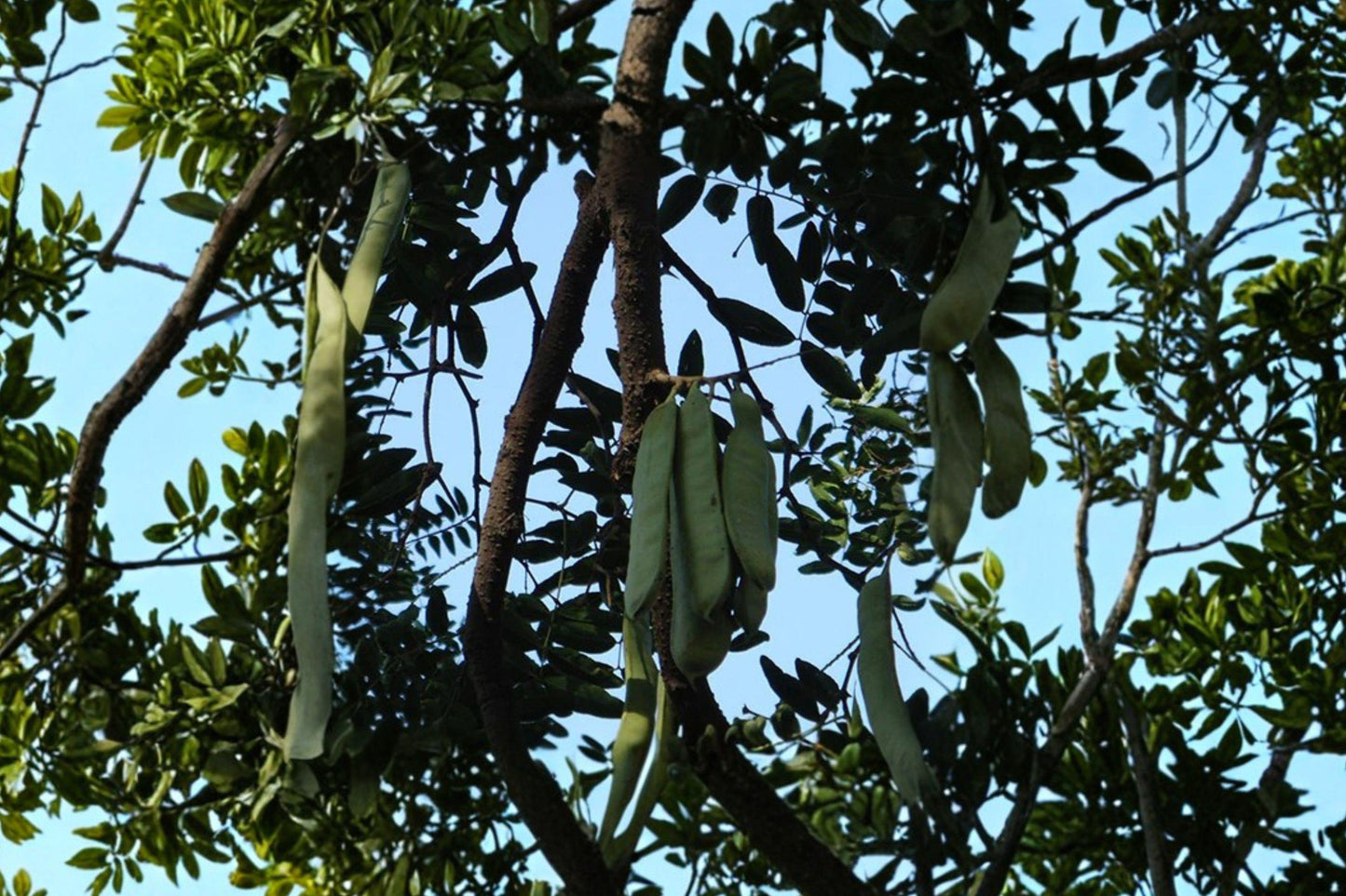 Chinese Honeylocust Tree Seeds - Gleditsia sinensis, Ornamental Soap Bean, Deciduous Shade Tree, Fragrant Blossoms, Seed Pods