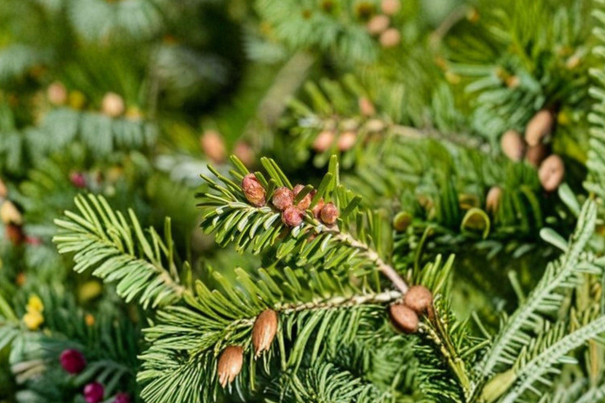 European Silver Fir Tree Seeds – Abies Alba, Cold Hardy Evergreen Conifer, Pyramidal, Silvery Needles, Reforestation, Ornamental Landscape