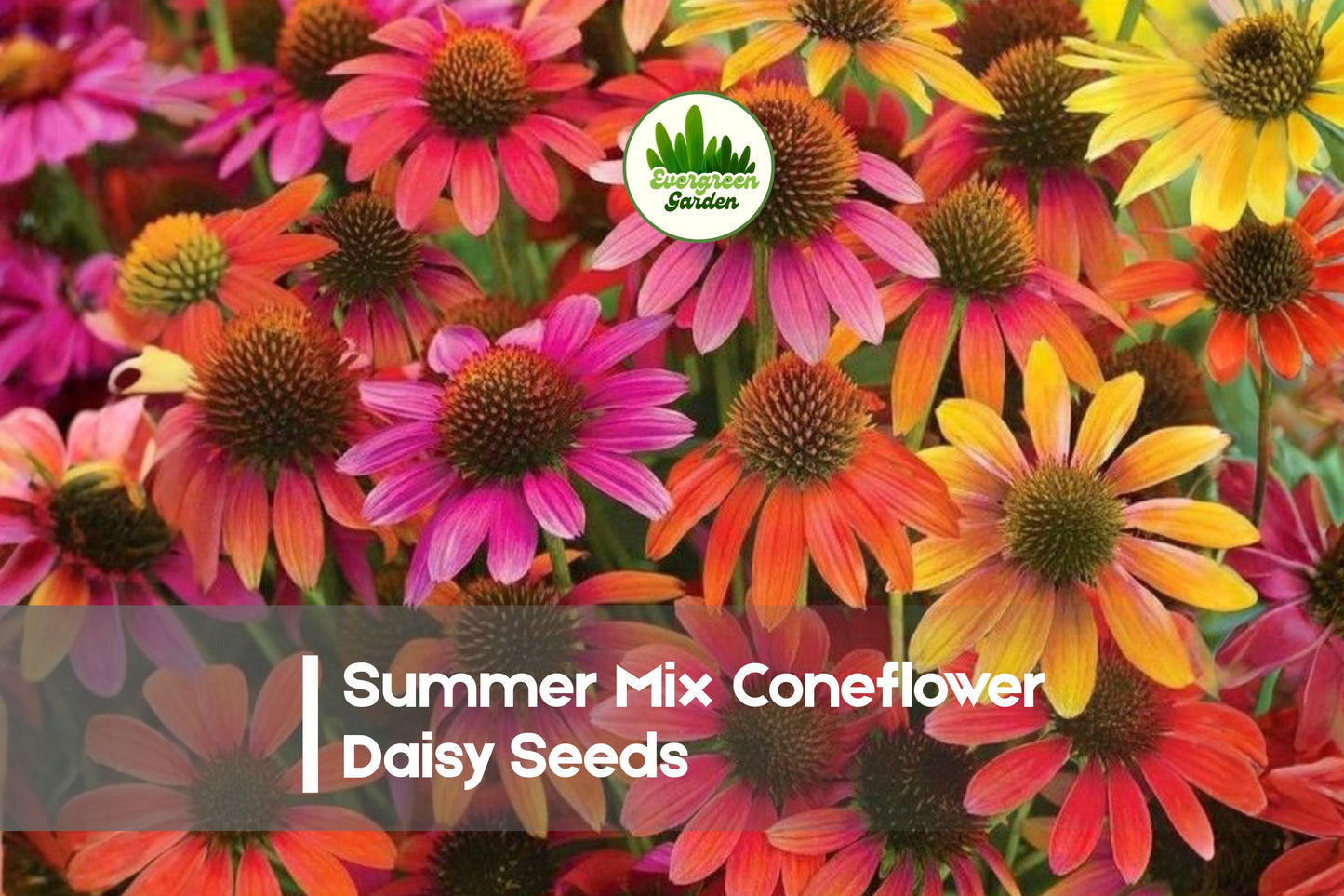 200 Summer Mix Coneflower Daisy Seeds – Vibrant Rudbeckia/Echinacea Mix for Garden, Pots & Borders