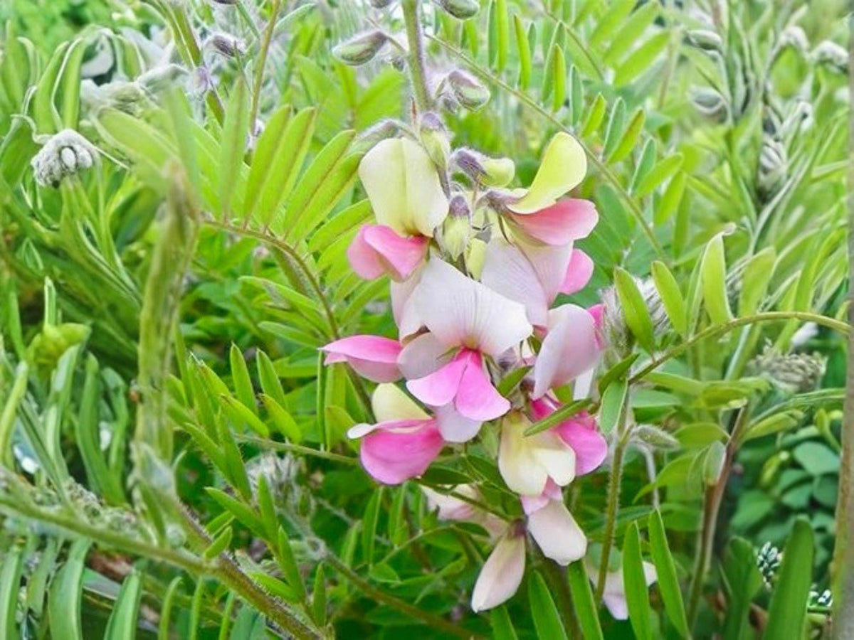 Tephrosia Virginiana Seeds – 10 Goat’s Rue Native Prairie Legume Pink Wildflower Drought Tolerant Perennial