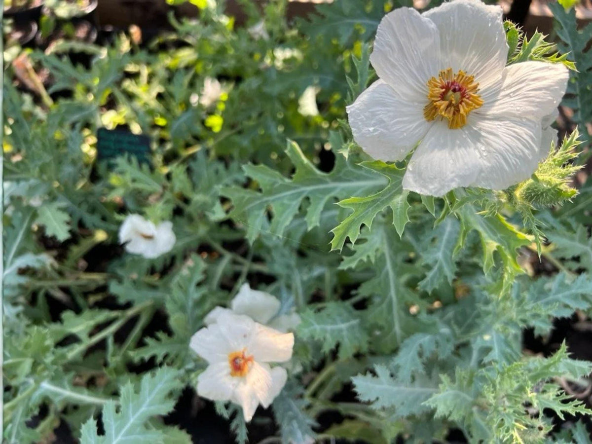 Argemone polyanthemos Seeds – Prickly Poppy White Wildflower – Drought Tolerant Native Plant for Prairie Gardens & Xeriscapes