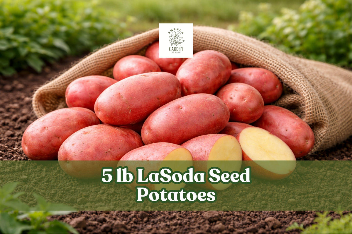 5 lb LaSoda Seed Potatoes – Red Skin Solanum tuberosum for Garden Planting, White Flesh, Outdoor Crop