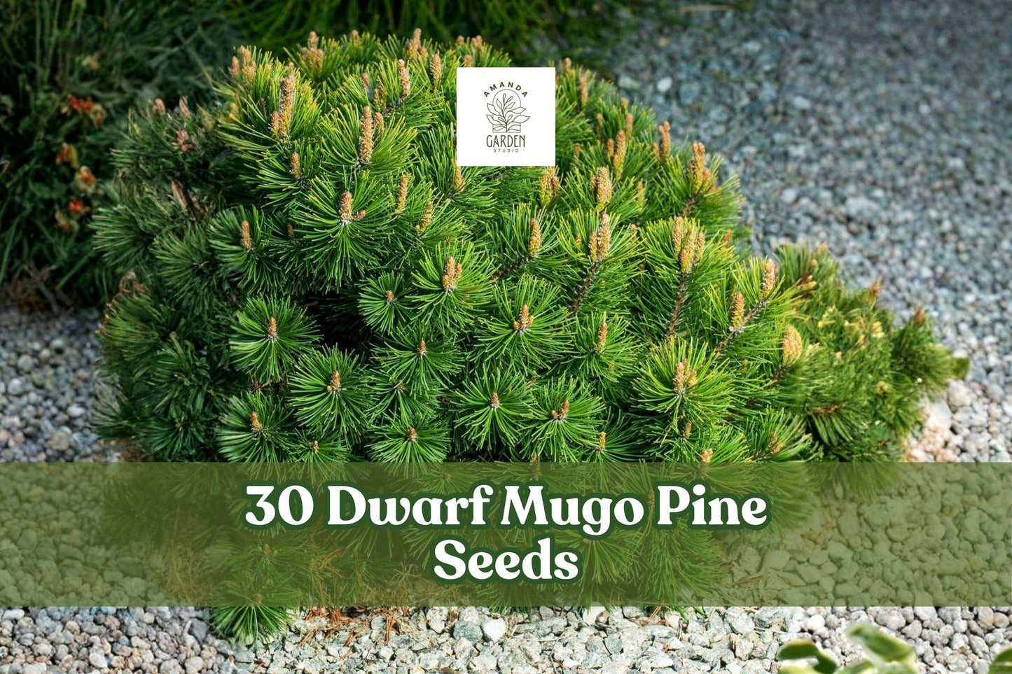 Dwarf Mugo Pine Seeds – Pinus mugo pumilio – Evergreen Conifer for Rock Gardens, Borders, Landscaping