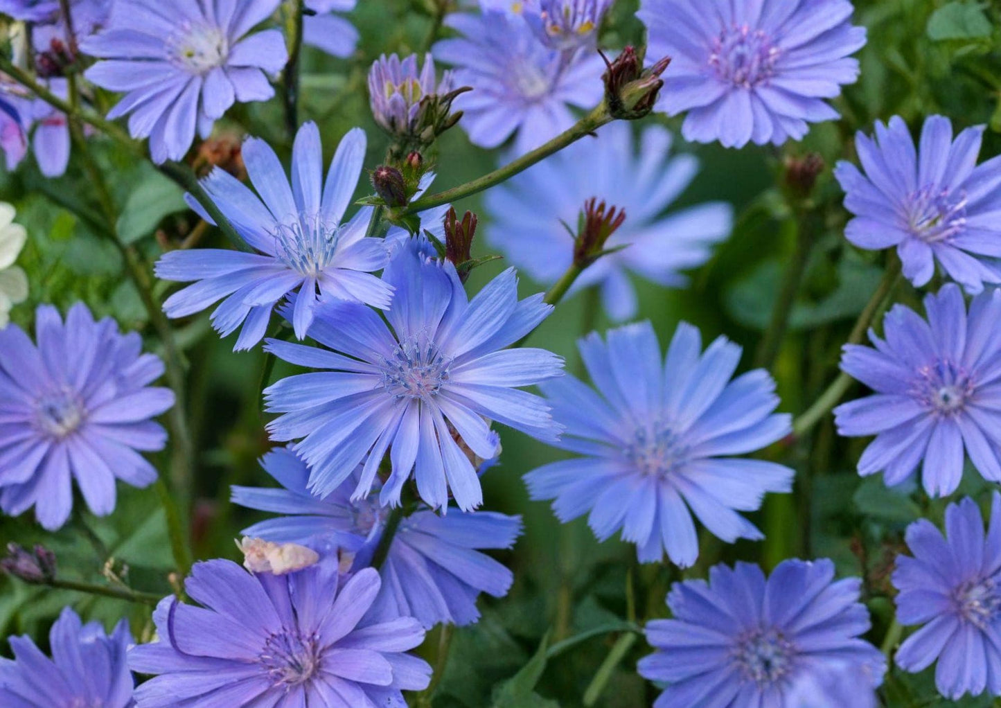 Blue Chicory Seeds – 100 Wildflower Seeds for Meadow Garden, Cichorium intybus, Pollinator-Friendly, Drought Tolerant, Perennial