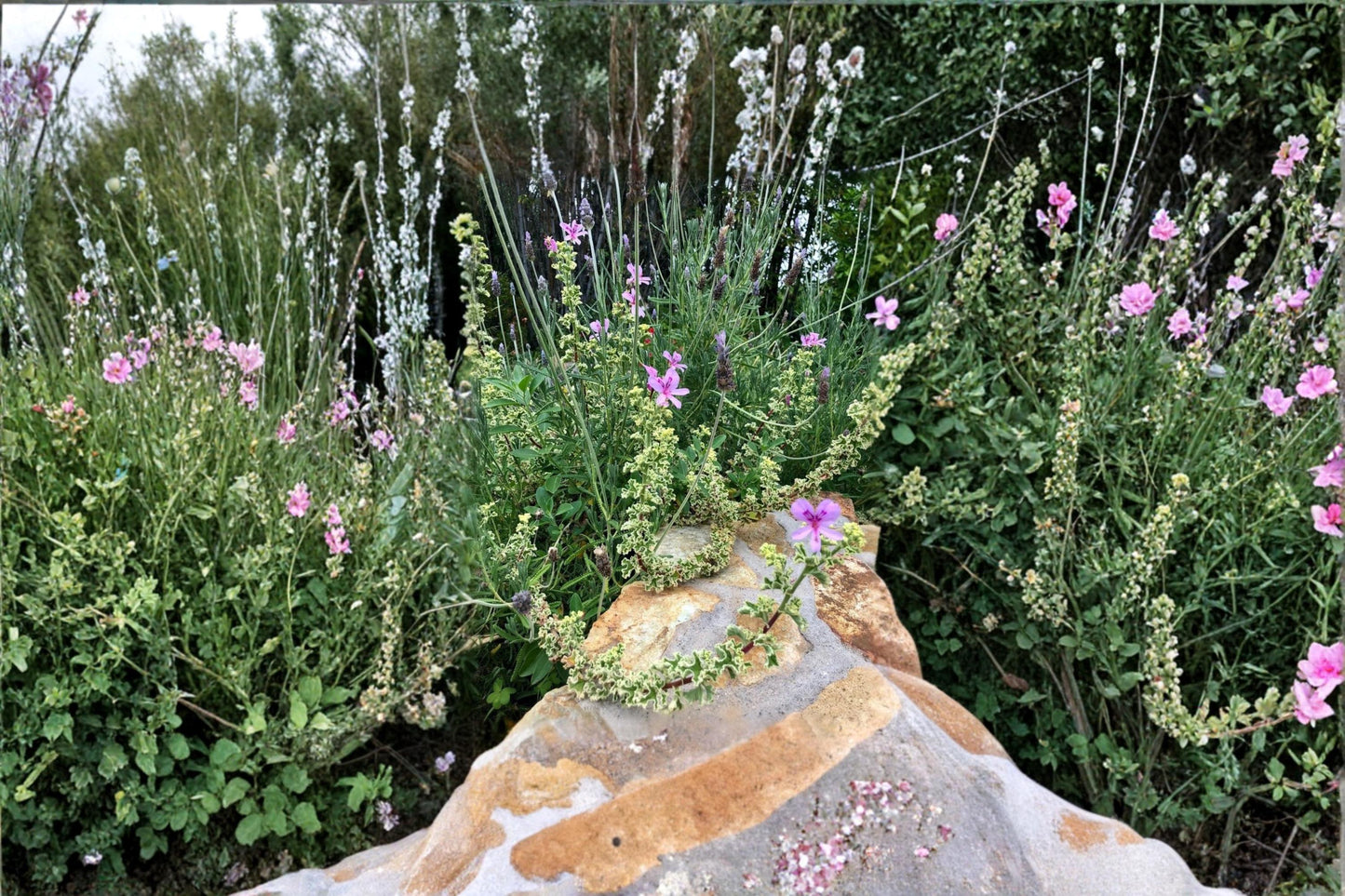 Variegated Compact Pelargonium Cuttings - Pink Flowers, 6" Geranium Plant, Ornamental Foliage, Container & Garden Bed, Pelargonium spp.