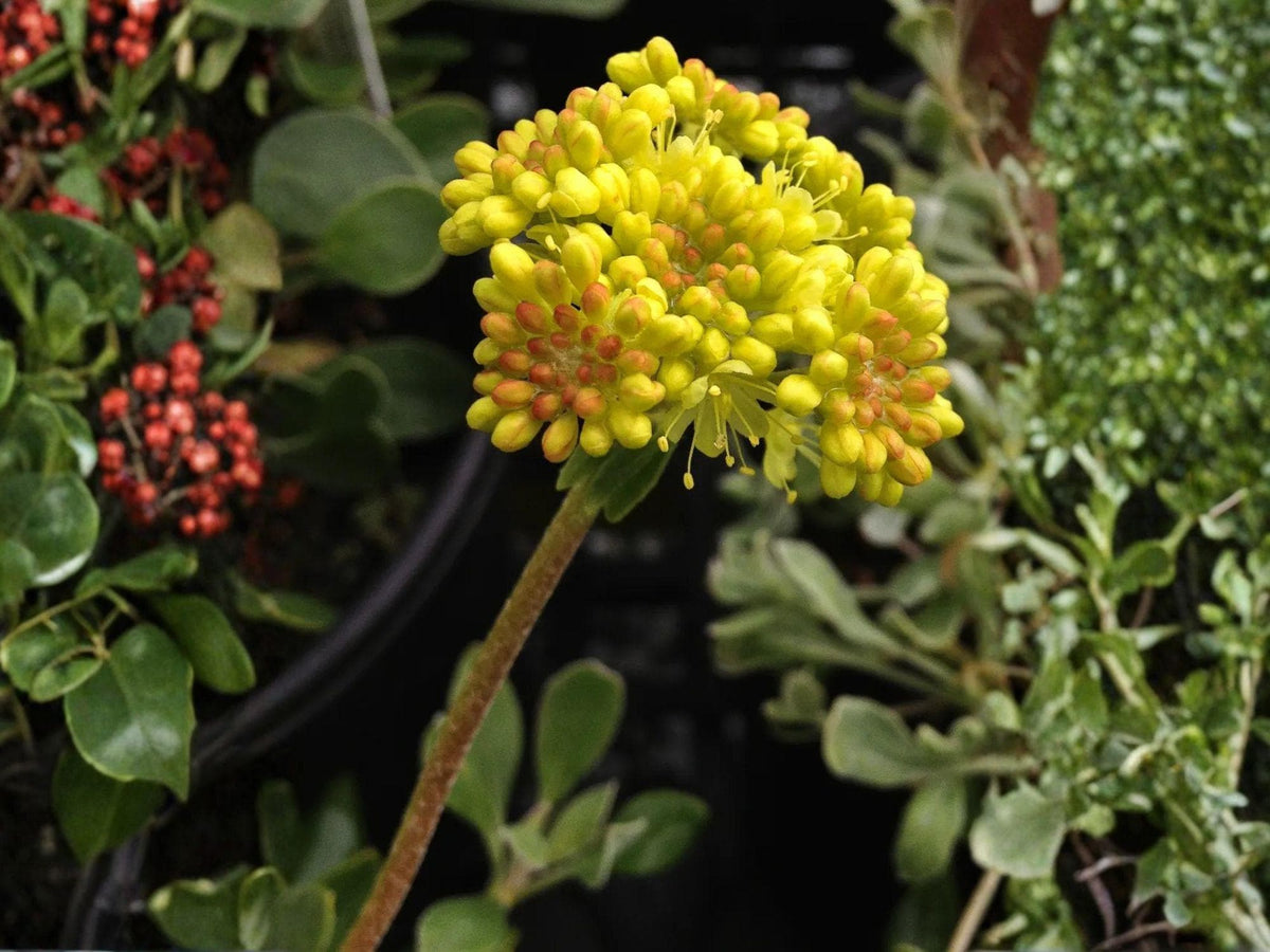 Eriogonum Umbellatum Seeds – Sulphur Flower Native Wild Buckwheat Perennial – Drought Tolerant Yellow Blooms