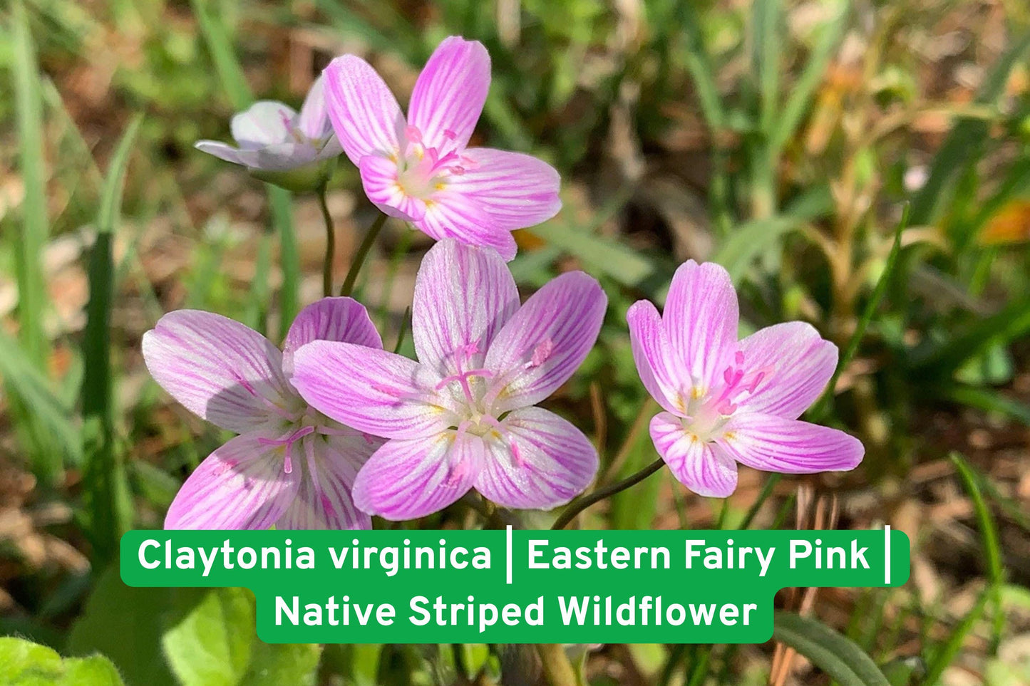 Virginia Spring Beauty Seeds – Claytonia virginica, Pink Striped Wildflower, Early Blooming Native Wildflower for Shade Gardens