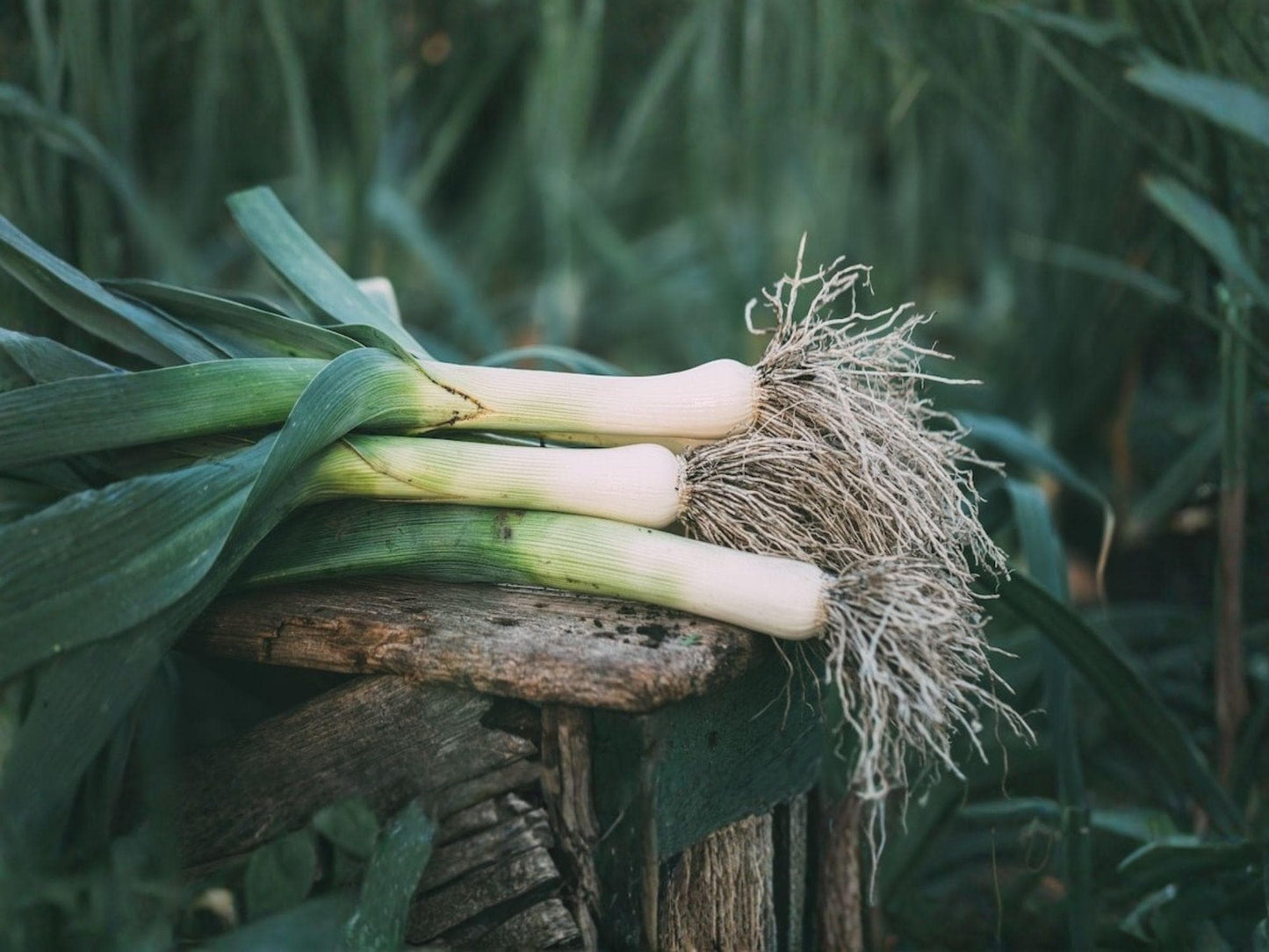 American Flag Leek Vegetable Seeds – 100 Pack, Allium porrum, Garden Bed, Green Leaves, White Stems, Edible Plant