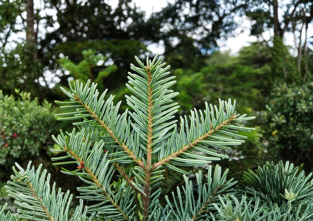 European Silver Fir Tree Seeds – Abies Alba, Cold Hardy Evergreen Conifer, Pyramidal Shape, Glossy Dark Green Needles, Reforestation