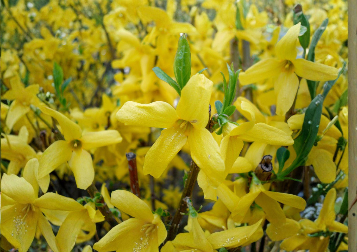 Forsythia suspensa Seeds - Golden Bell Weeping Forsythia, Yellow Spring Flowering Ornamental Shrub, Fast-Growing Garden Plant