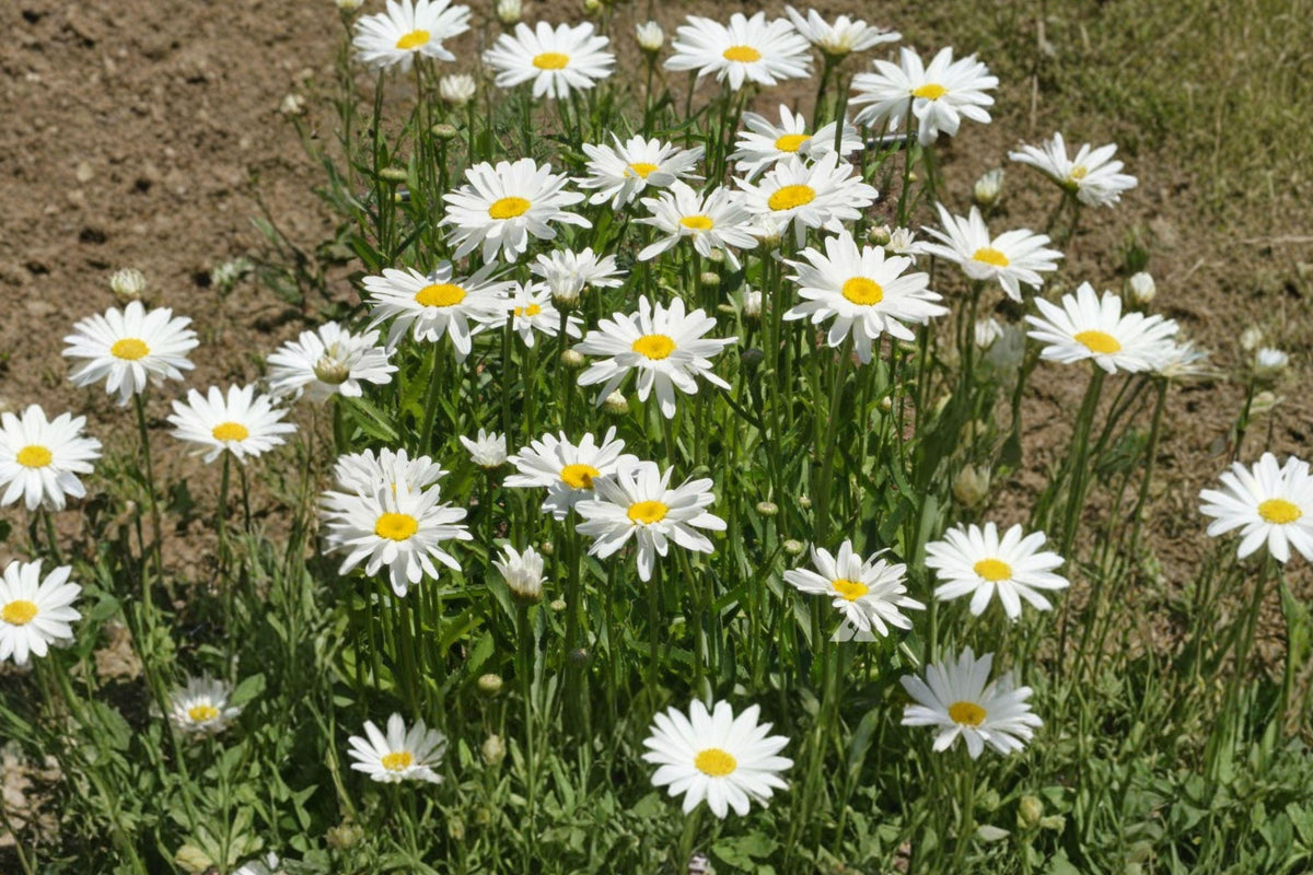 Shasta Daisy Seeds – White Perennial Flowers for Borders, Cottage Gardens & Cut Flowers – Chrysanthemum maximum