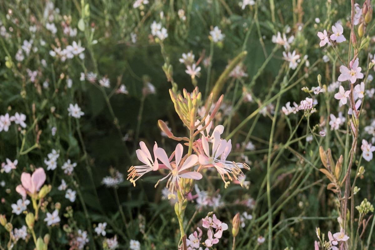 Gaura Biennis Seeds – Native Pink & White Wildflower for Pollinator Gardens, Oenothera gaura, Meadow, Naturalized Landscape