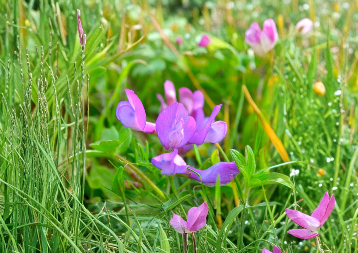 American Vetch Seeds – Native Purple Wildflower Vine, Pollinator Plant, Vicia americana, 25 Seeds