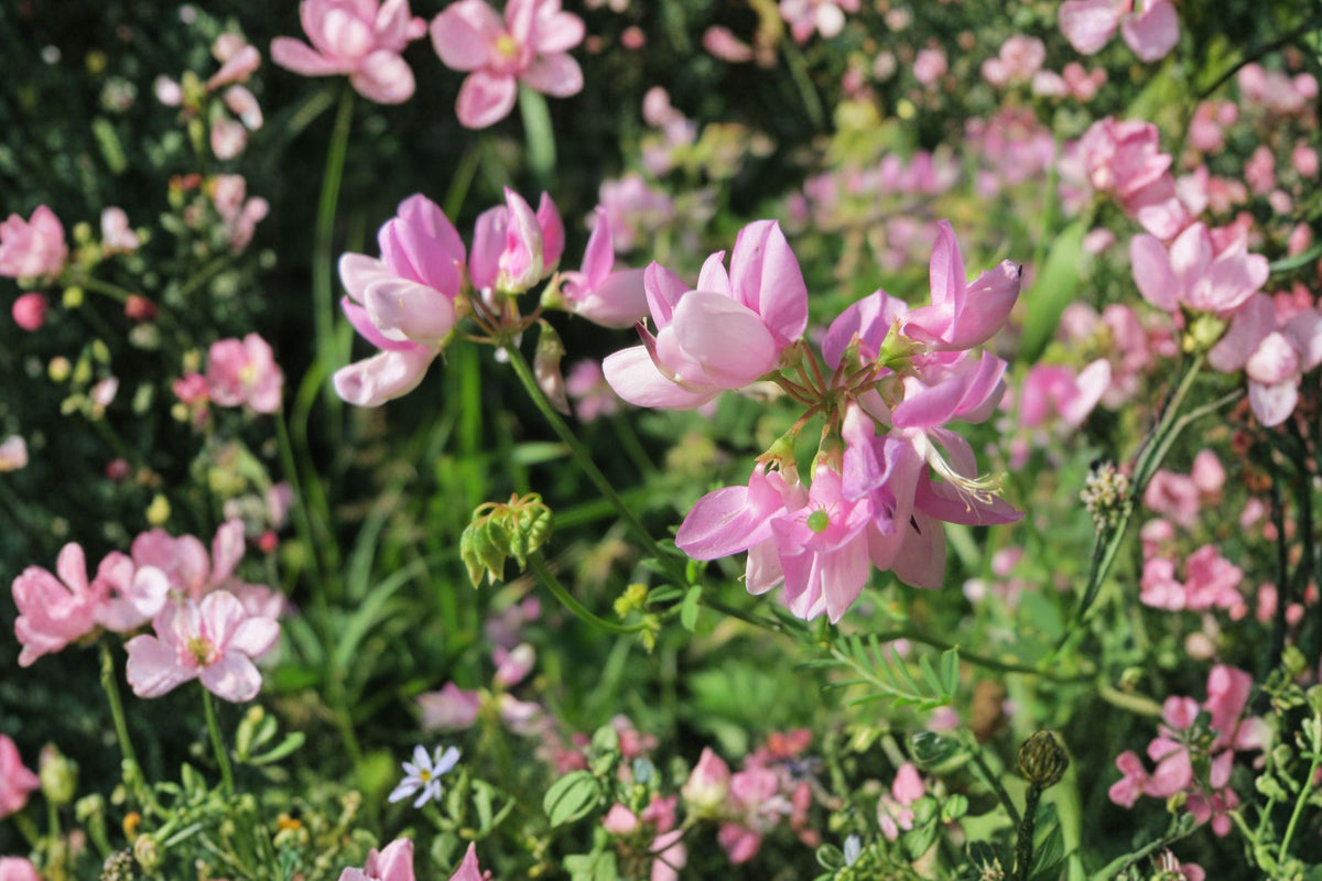 Crownvetch Seeds - Pink Perennial Groundcover for Erosion Control, Securigera varia, 100 Seeds