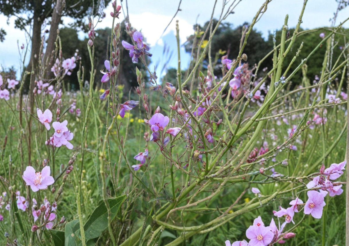 Showy Tick Trefoil Seeds – Native Pink Prairie Wildflower, Pollinator Perennial, Desmodium canadense, 25 Seeds