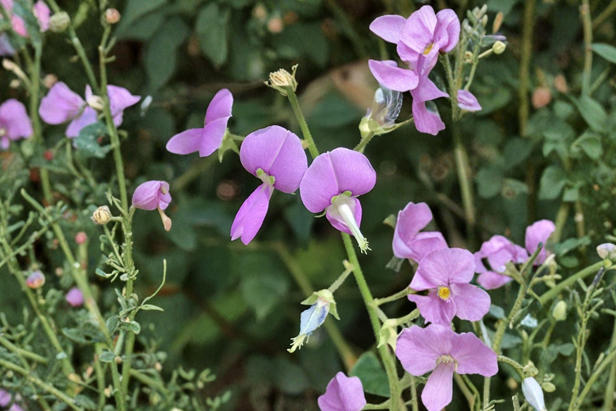 Panicledleaf Ticktrefoil Seeds – Native Prairie Pink Bloom Perennial, Desmodium paniculatum, Pollinator-Friendly Wildflower, 40 Seeds