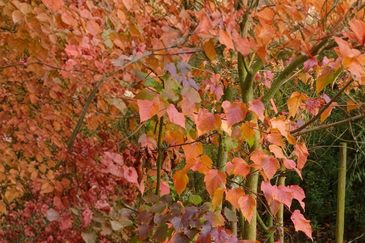 Snake Bark Maple Seeds – Acer grosseri var. hersii, Ornamental Tree with Striped Green and White Bark, 10 Seeds