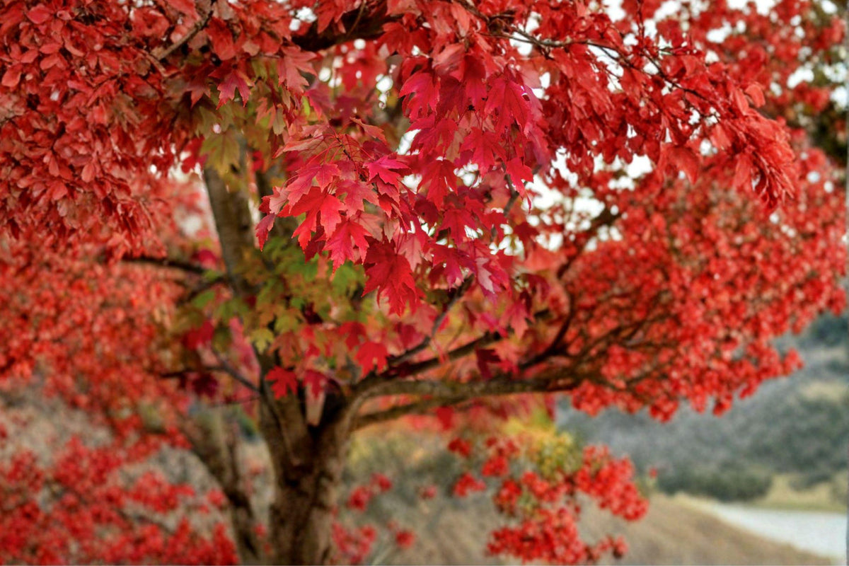 Red Maple Tree Seeds – Acer rubrum, Autumn Foliage, Shade & Landscape Ornamental Seeds, 10 Pack