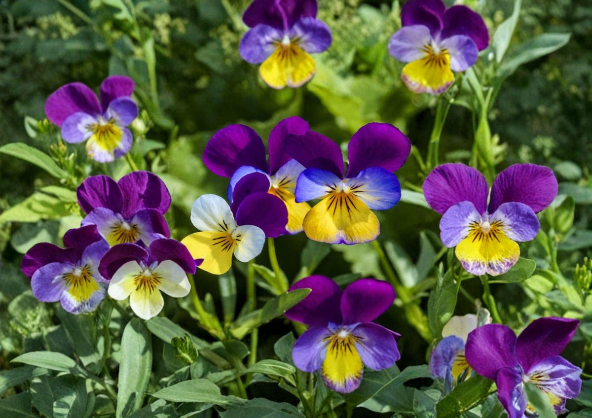 Johnny Jump Up Seeds - Viola Tricolor, Pansy-Style Blooms, 100 Seeds, Hardy Cool-Season Flower for Borders, Containers & Gardens