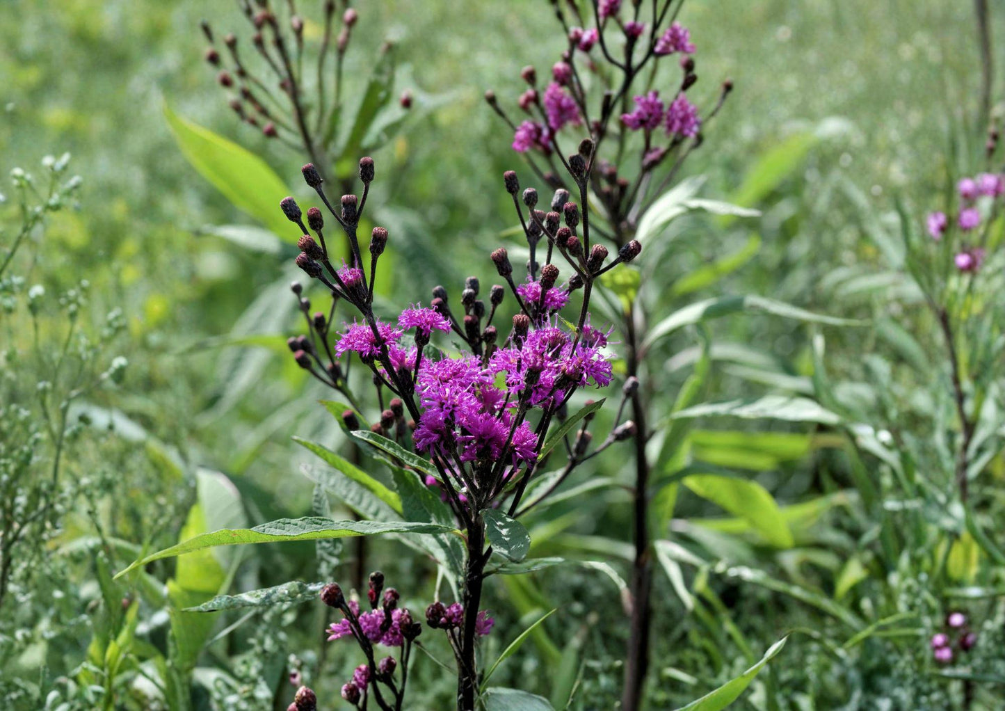 Giant Ironweed Seeds – Vernonia gigantea, Purple Native Wildflower, Perennial, 100 Seeds