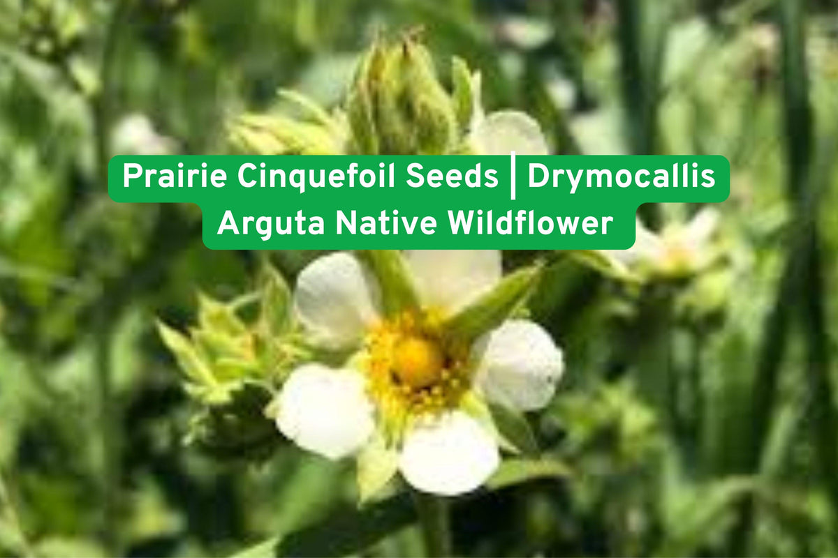 Prairie Cinquefoil Seeds | Native Wildflower Perennial | Drought-Tolerant Pollinator Plant | Drymocallis arguta