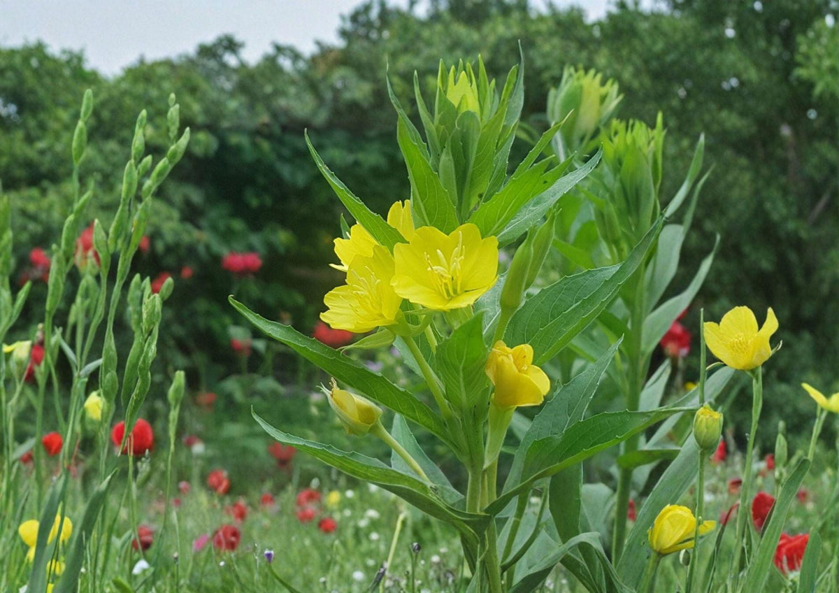 Oenothera biennis Evening Primrose Seeds – Yellow Night Blooming Wildflower, Hardy Biennial Pollinator Plant, 100 Seeds
