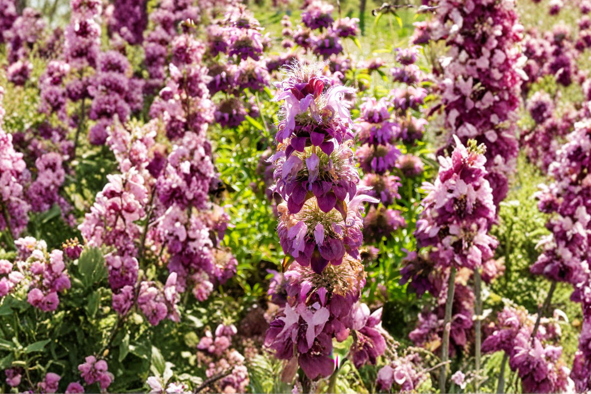 Lemon Bee Balm Seeds - Native Monarda citriodora, Aromatic Pollinator Wildflower, Lavender Blooms, Drought Tolerant, 100 Seeds