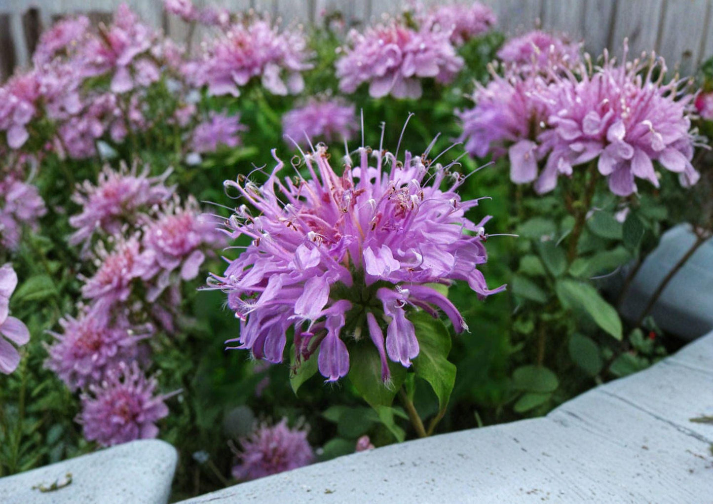 Wild Bergamot Seeds | Monarda fistulosa | Lavender Purple Pollinator Perennial | Native Bee Balm Seed Pack