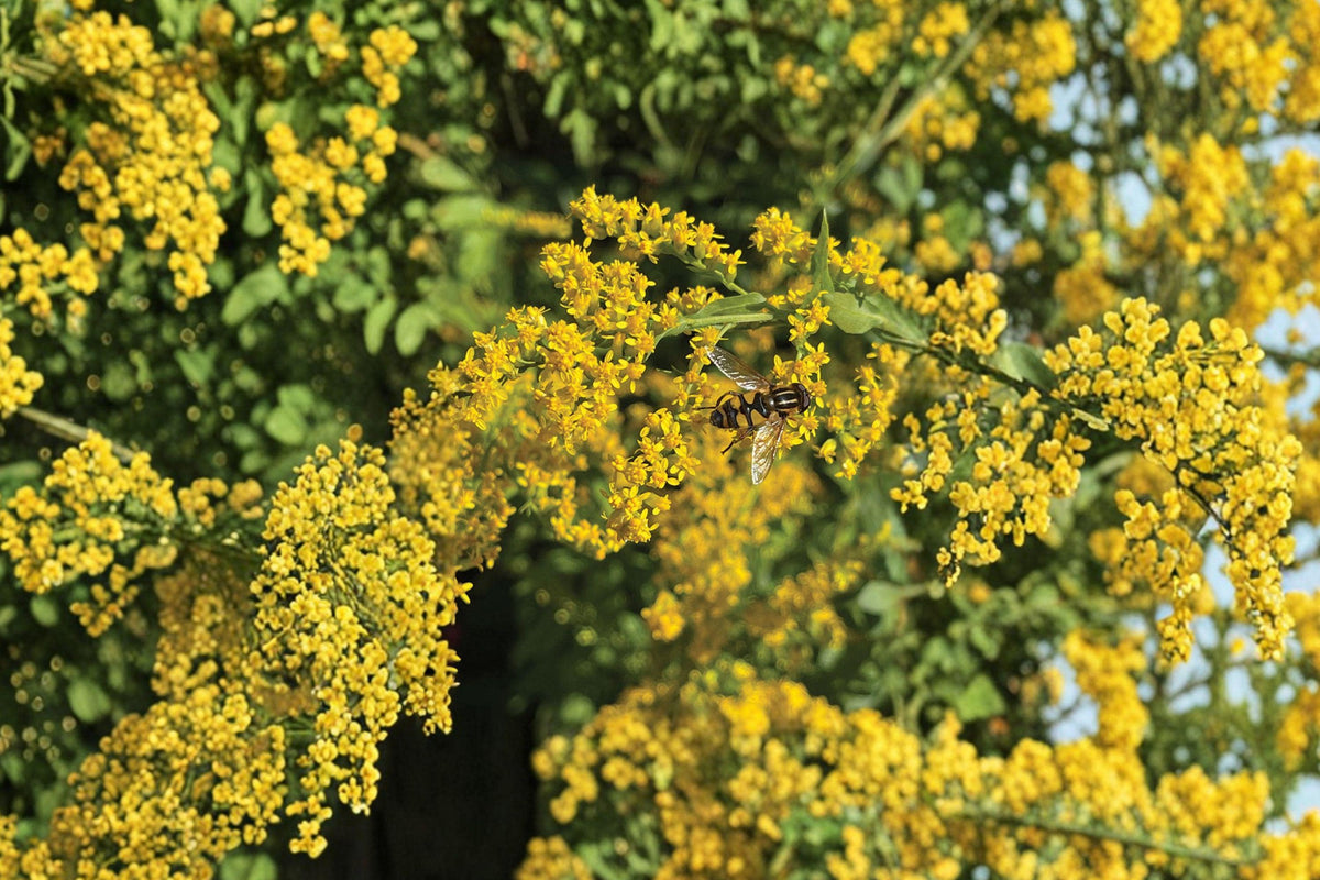 Elmleaf Goldenrod Seeds - Native Prairie Wildflower, Pollinator Attractant, Solidago ulmifolia, Fall Blooming Perennial, 100 Seeds