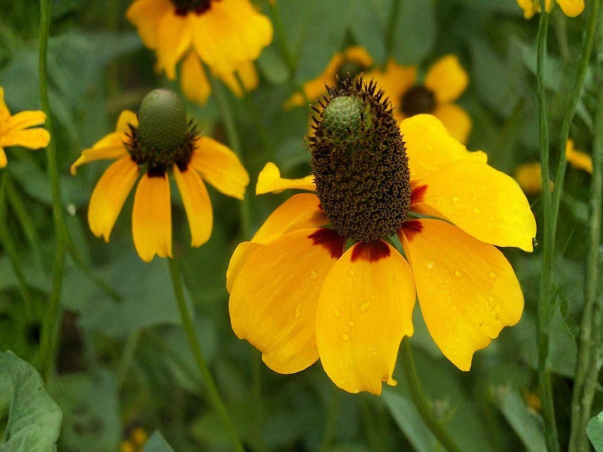Clasping Coneflower Seeds (100) – Rudbeckia amplexicaulis Wildflower – Native Yellow Prairie Flower for Pollinator Gardens