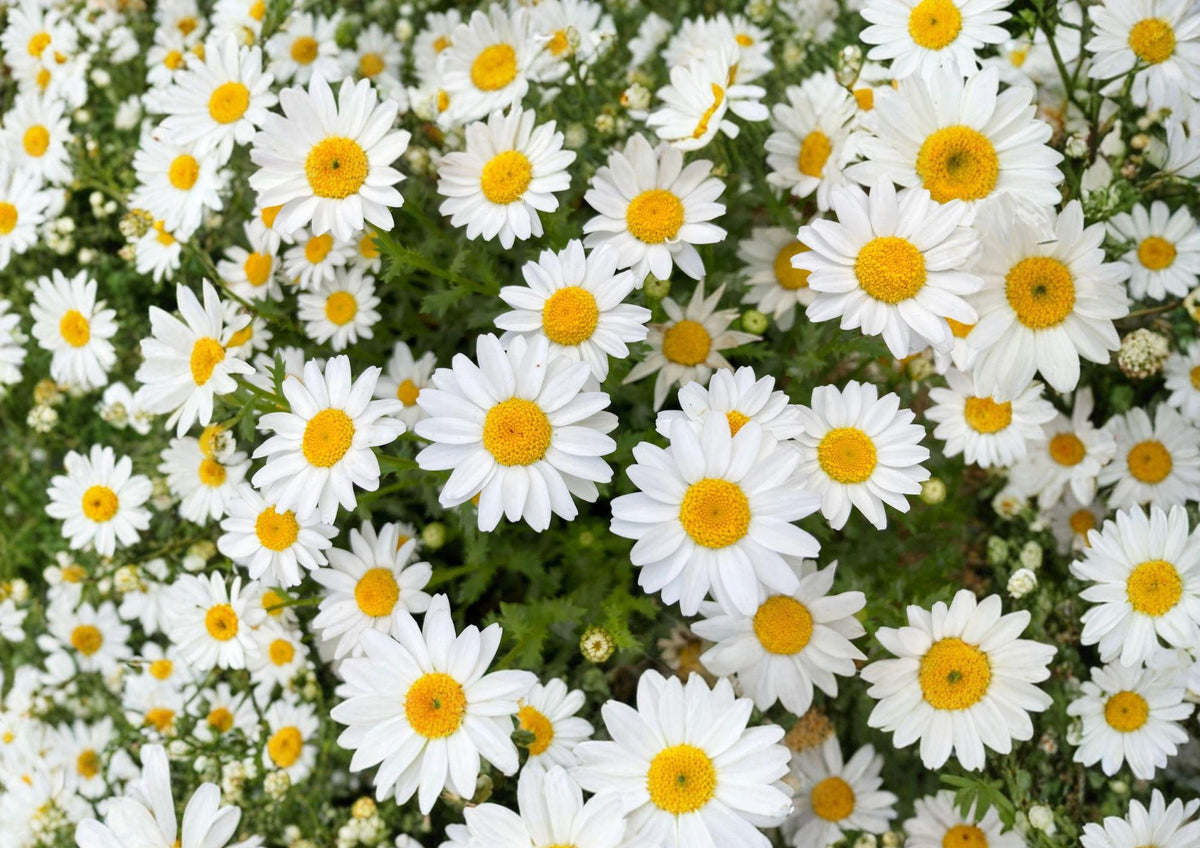 Creeping Daisy Seeds – 100 White Flower Groundcover Annual Chrysanthemum paludosum for Borders & Containers