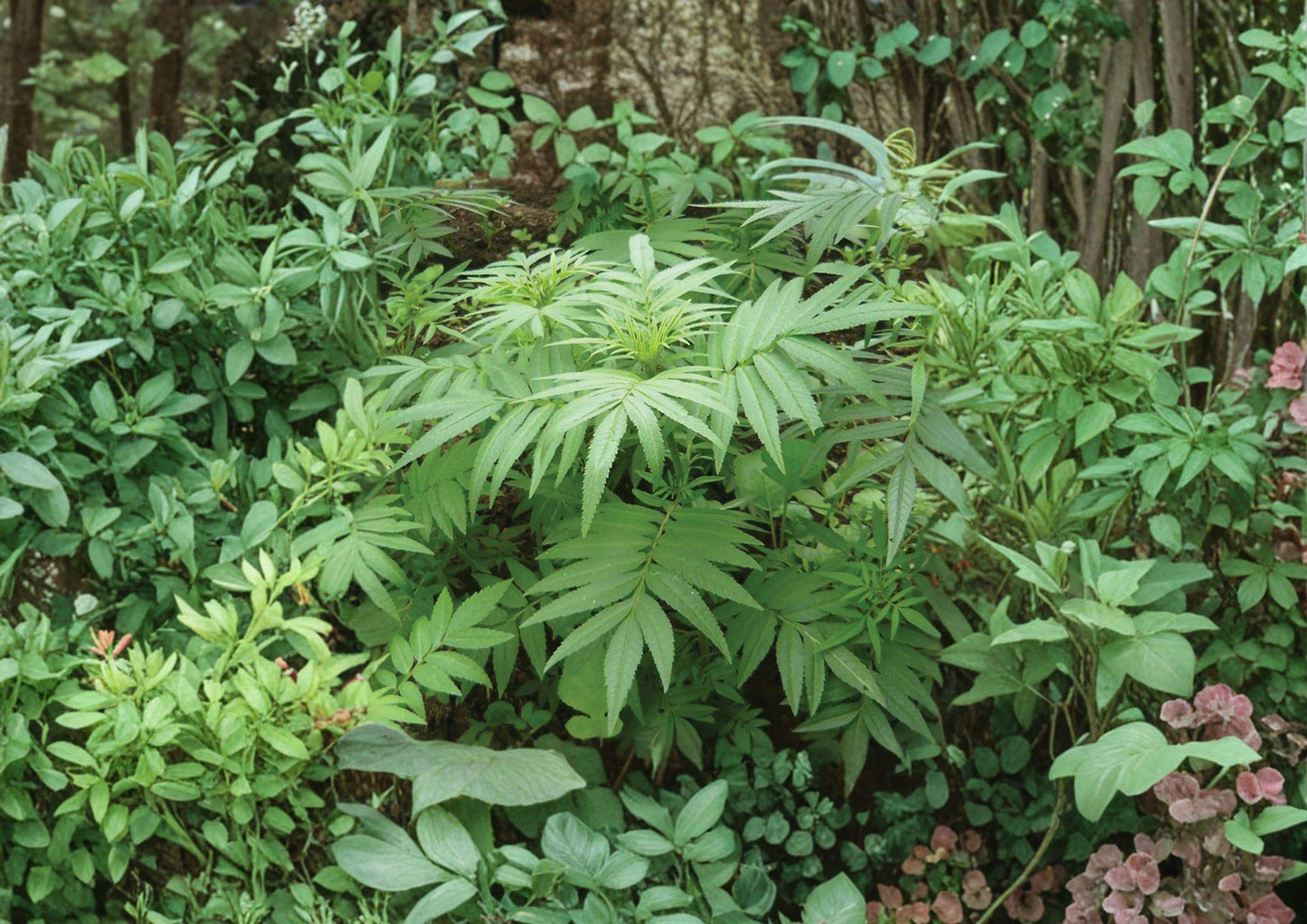 Huacatay Seeds - Black Mint, Peruvian Culinary Herb, Aromatic Foliage, Pollinator Friendly, 100 Seeds, Tagetes minuta