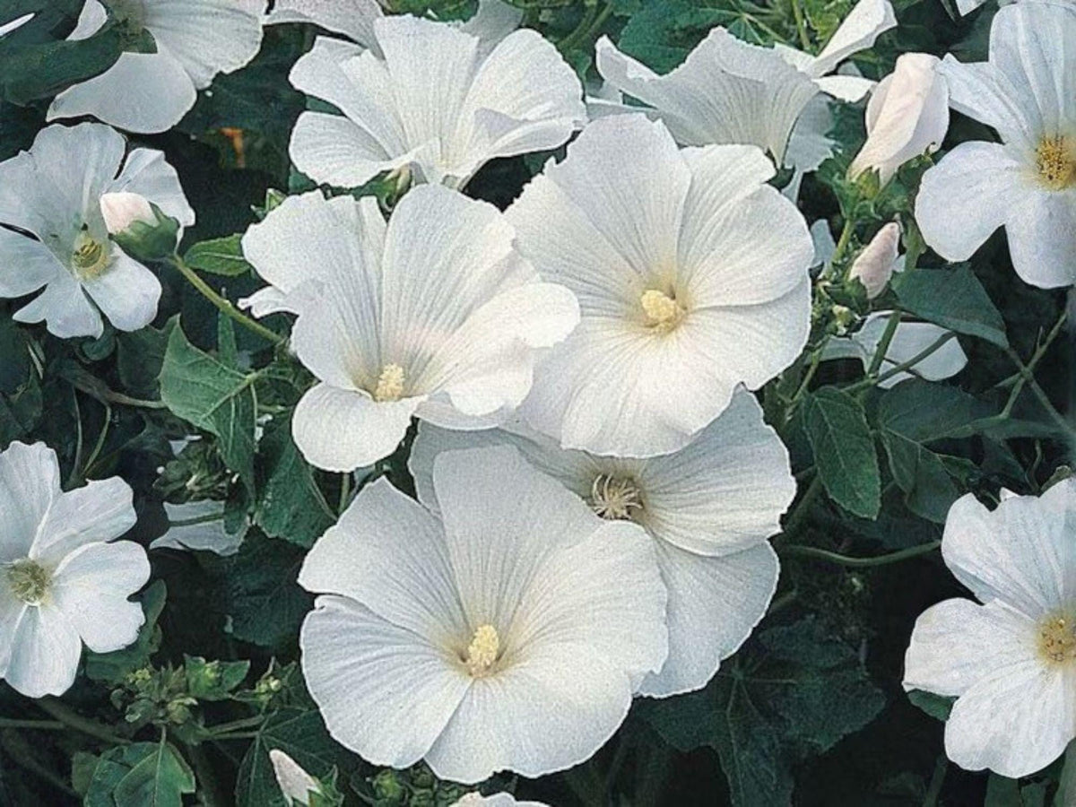 Dwarf White Rose Mallow Seeds (40) – Cottage Garden Annual Lavatera trimestris for Borders, Containers, and Cut Flowers