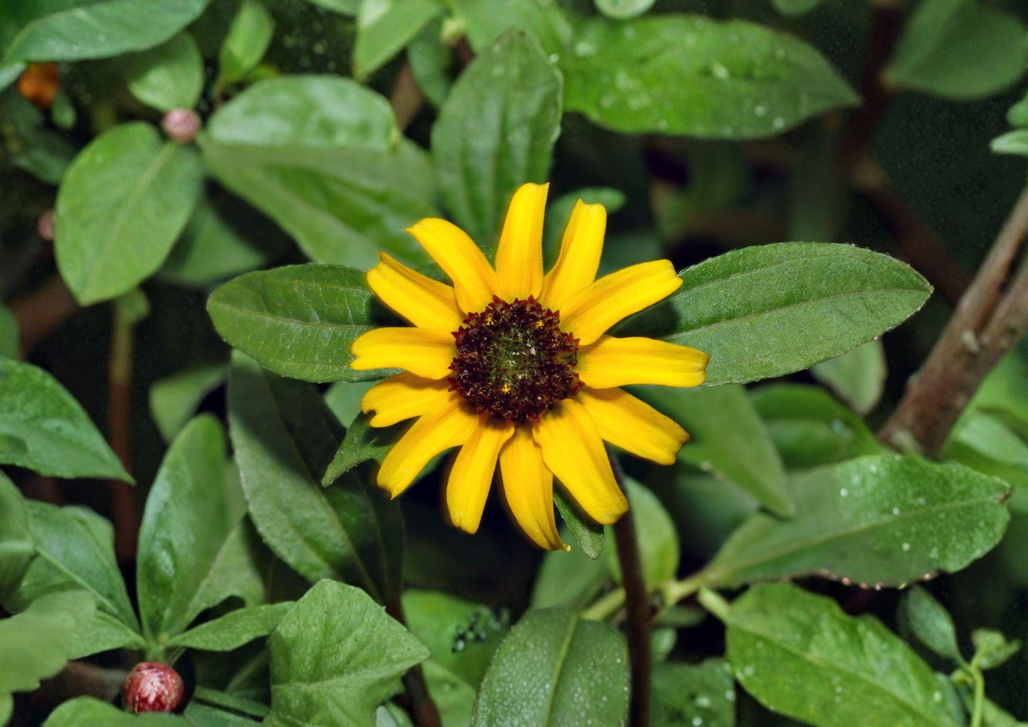 Creeping Zinnia Seeds – Sanvitalia Procumbens Low-Growing Yellow Flower Annual for Borders & Containers