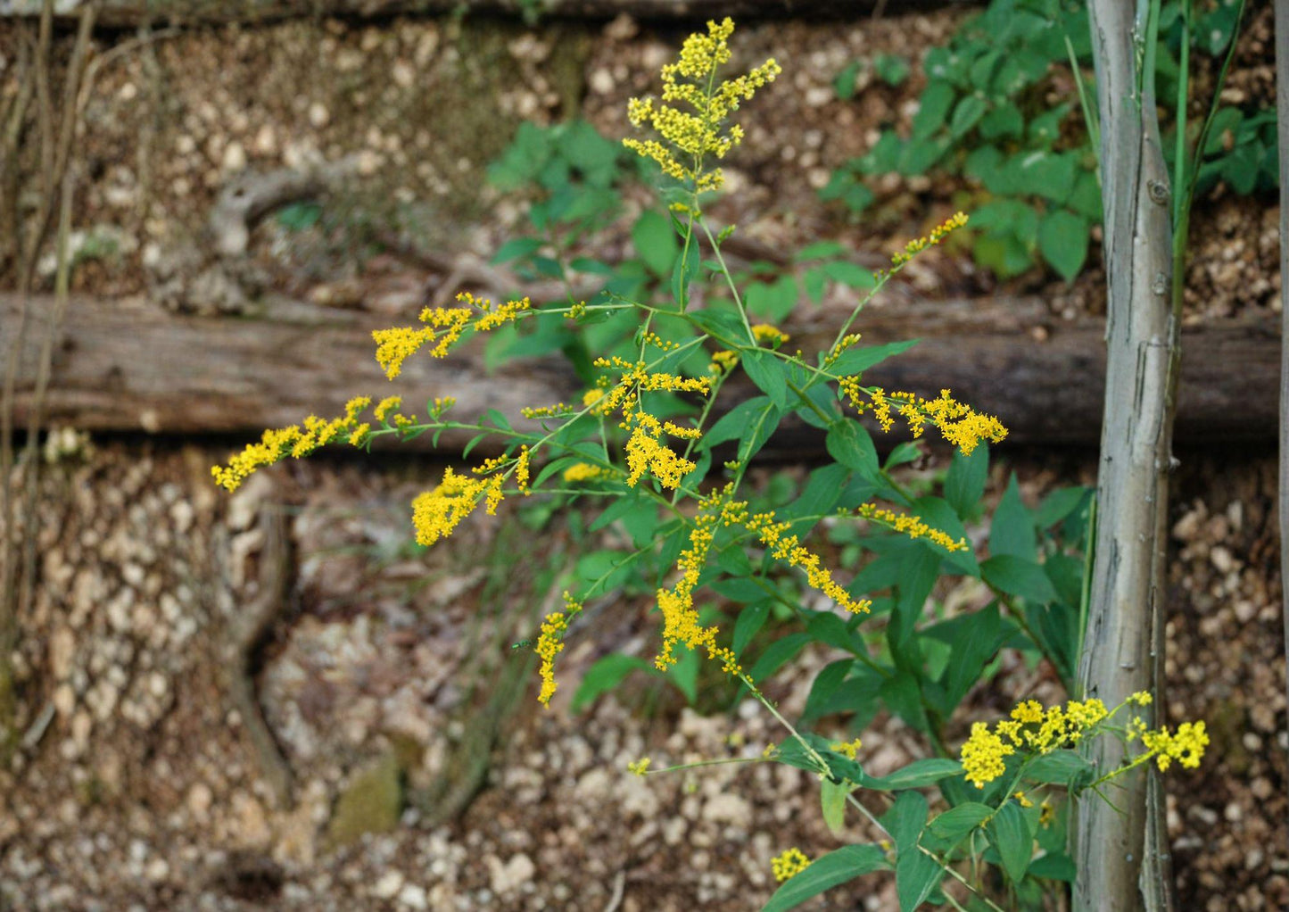 Solidago ulmifolia Elmleaf Goldenrod Seeds, Native Perennial, Late Season Yellow Pollinator Plant, 100 Seeds