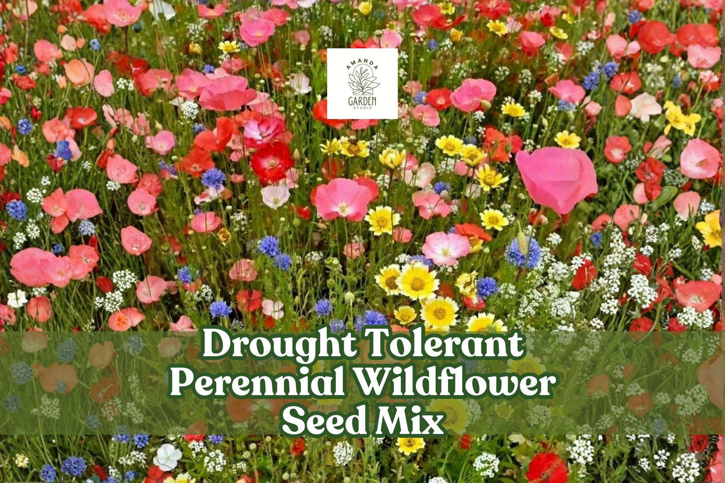 Drought Tolerant Perennial Wildflower Seed Mix – Bulk Garden Flower Blend with Lupine, Flax, Coreopsis & Shasta Daisy