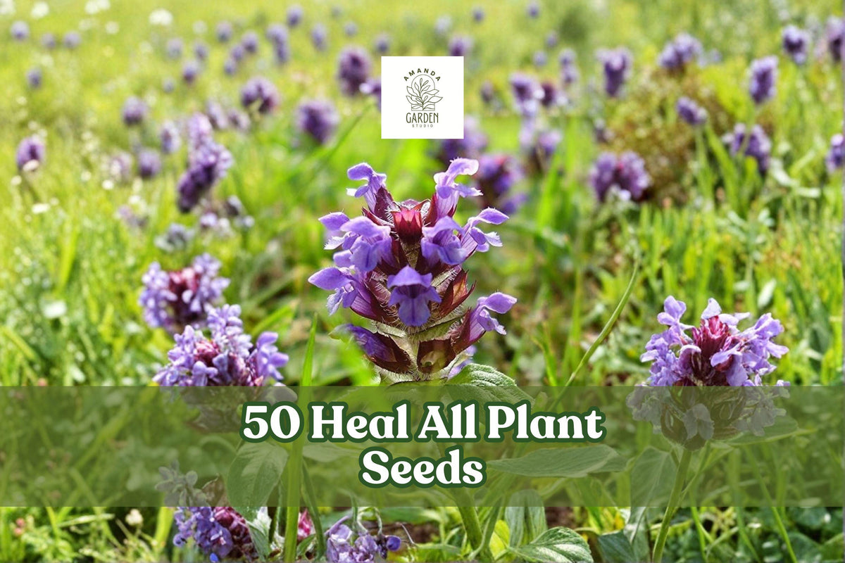 50 Heal All Seeds – Prunella vulgaris Hardy Perennial Wildflower with Violet-Purple Flower Spikes, Creeping Growth, for Gardens & Meadows