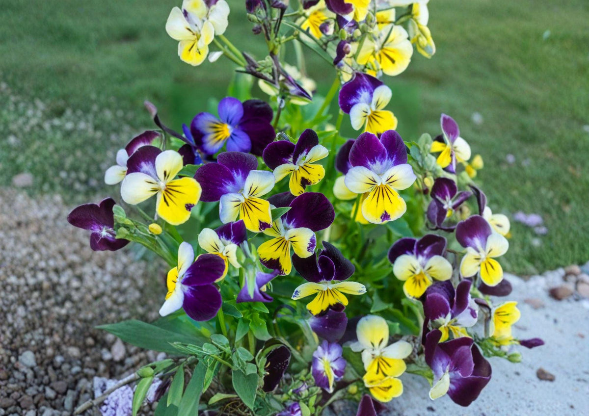 Johnny Jump Up Viola Seeds – Helen Mount Tri-Color Pansy-Style Garden Flowers, 100 Seeds