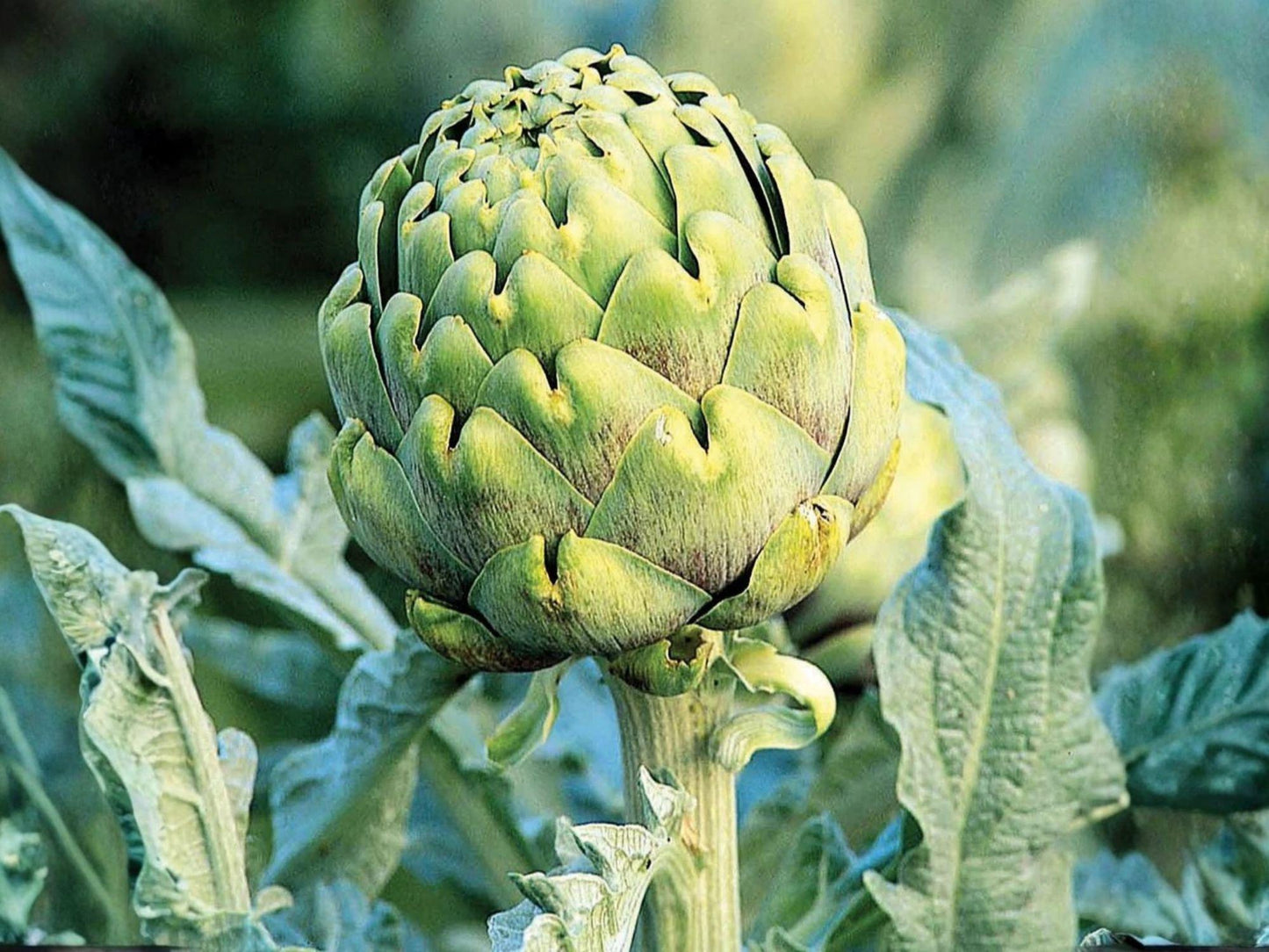 Green Globe Artichoke Seeds | Heirloom Vegetable Garden Plant | Edible Perennial | Cynara cardunculus