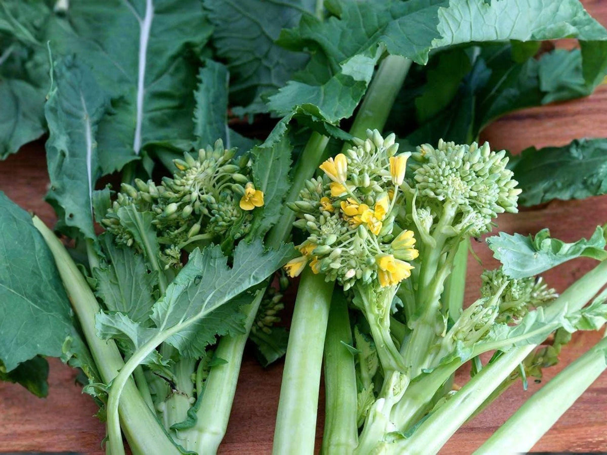 Di Cicco Broccoli Seeds – Heirloom Vegetable Garden Seeds for Planting, Continuous Harvest, Open-Pollinated, 500 Seeds