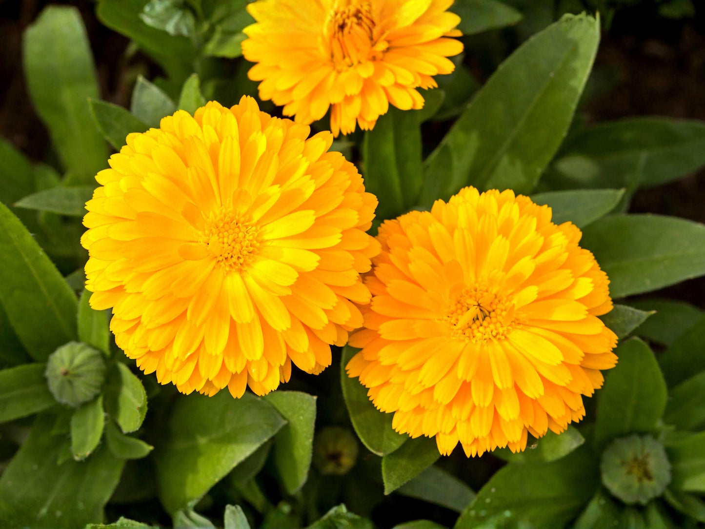 Calendula Seeds – Pacific Beauty Dark Yellow Pot Marigold, Annual Flower, 100 Seeds, Bright Golden Yellow Blooms