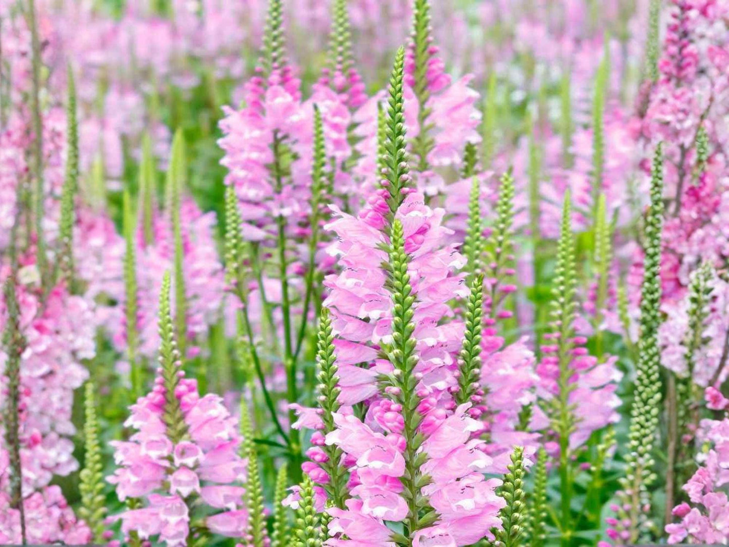 Physostegia Virginiana Seeds – Obedient Plant Native Perennial for Pollinator Gardens & Prairie Landscaping