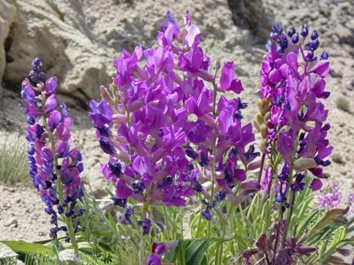 Oxytropis lambertii Seeds – Showy Locoweed Native Prairie Wildflower for Drought Tolerant Rock Gardens