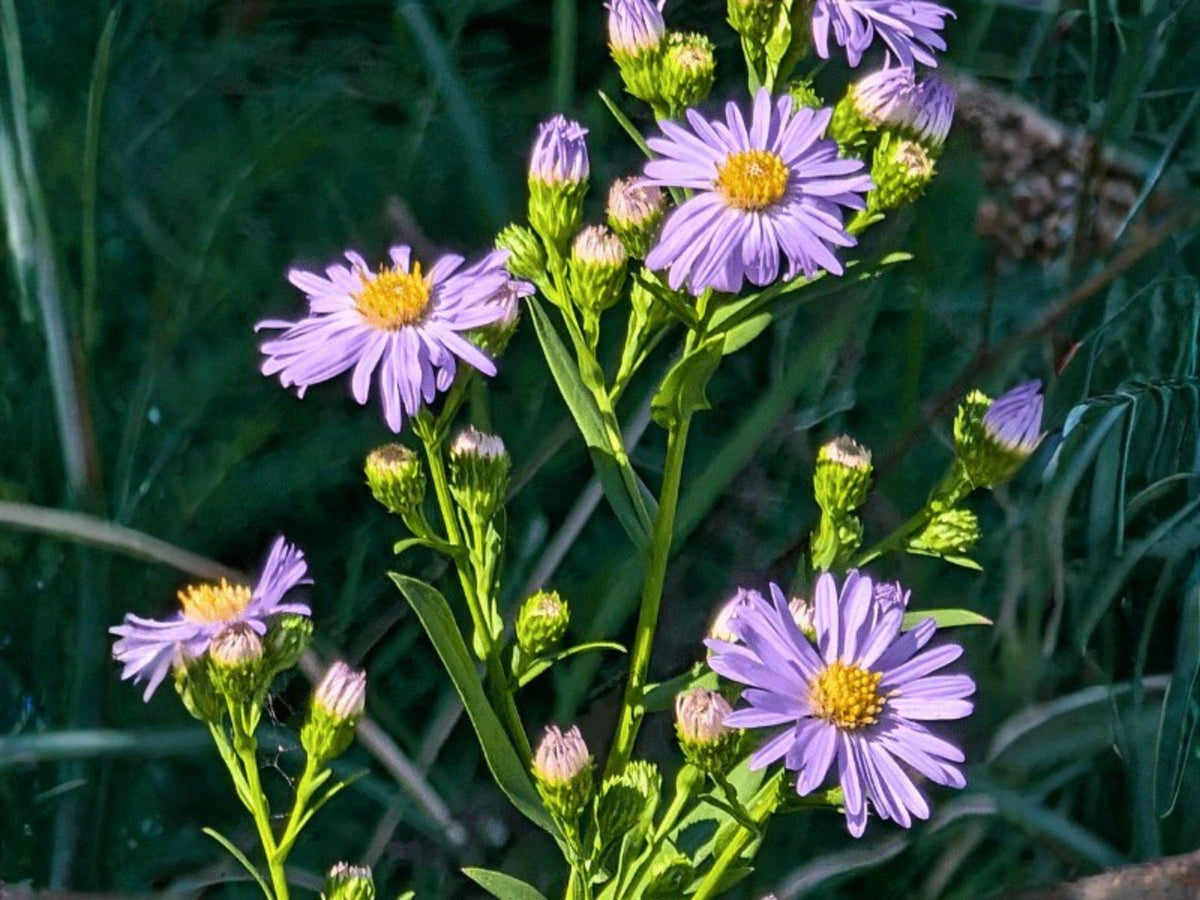 Symphyotrichum Laeve Seeds – Native Wildflower Perennial for Fall Blooming Pollinator Gardens, 100 Seeds